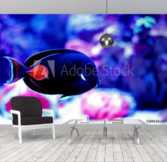 Picture of Achilles Surgeon Fish Tang -Acanthurus achilles 